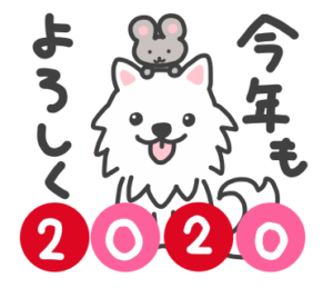 お正月の日本スピッツ【2020子年令和二年】