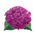 3色紫陽花